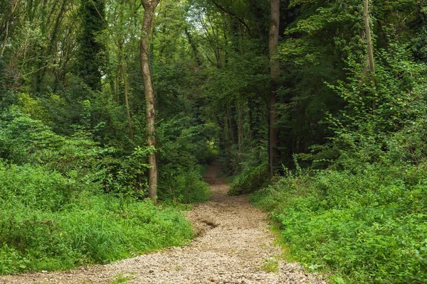 Grindpad Een Dicht Zomers Bos — Stockfoto