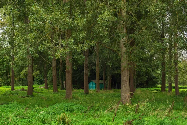 Liten Blå Skjul Betong Och Korrugerat Järn Gömd Mellan Träden — Stockfoto