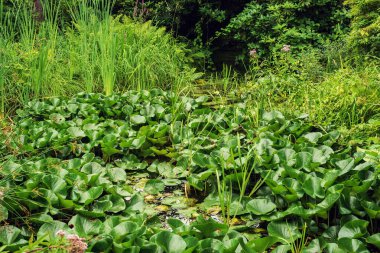 Pond overgrown with water lilies in a backyard in summer.