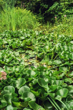 Pond overgrown with water lilies in a backyard in summer.