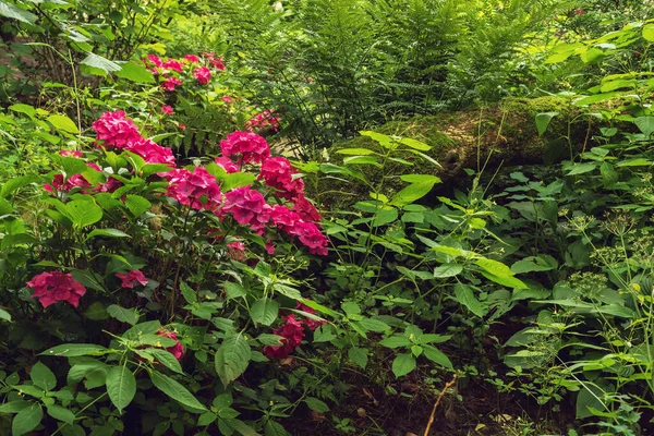 Pink Blooming Flowers Fallen Tree Trunk Lush Backyard Summer — Zdjęcie stockowe