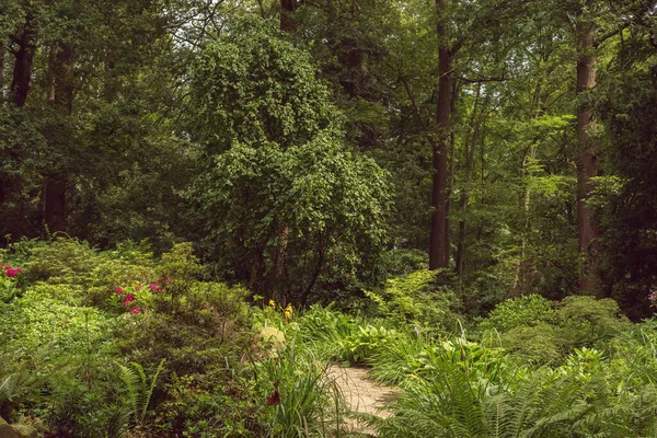 Pathway Lush Green Backyard Summer — 스톡 사진