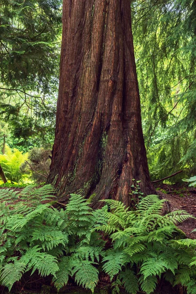 Trunk Sequoia Tree Ferns Ground — Foto Stock