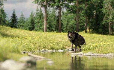 Wolf walks in a river in a summer landscape with pine trees and grass. 3D render.