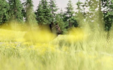 Wolf walks in a river behind tall grass in a summer landscape with pine trees. 3D render.