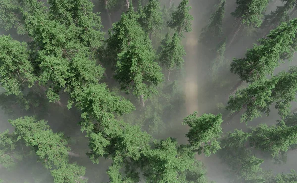 Path Misty Dense Pine Tree Forest Summer Day Top View — Foto Stock