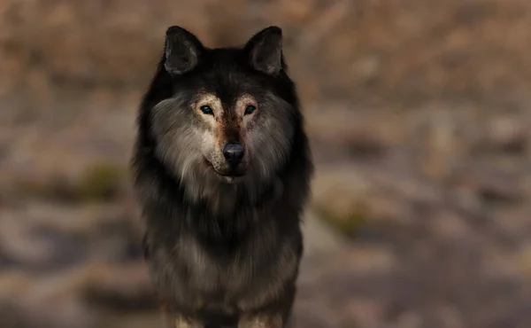 Wolf Een Droog Ruw Rotsachtig Landschap Weergave — Stockfoto