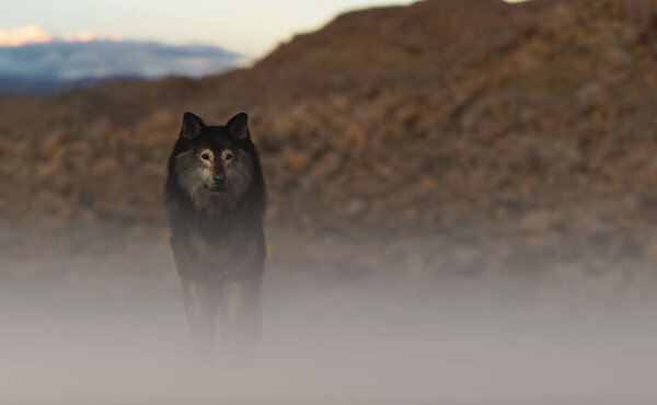 Wolf in a misty rough rocky landscape. 3D render.
