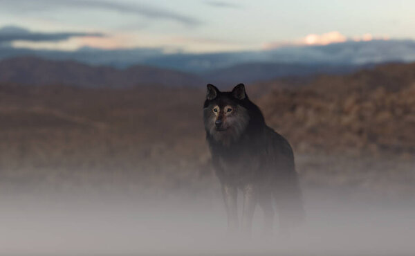 Wolf in a misty rolling rocky landscape. 3D render.