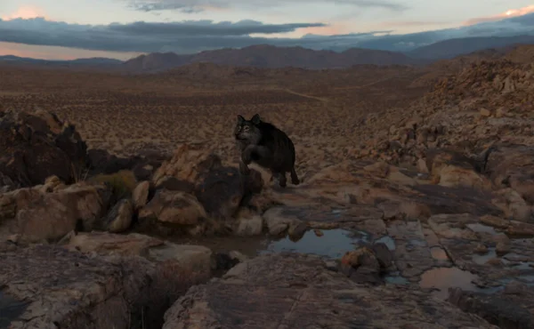 Волк Перепрыгивает Через Лужу Пустынном Огромном Скалистом Ландшафте Сумерках Рендеринг — стоковое фото