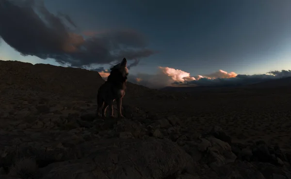 Heulender Wolf Einer Abgelegenen Felslandschaft Bei Sonnenuntergang Renderer — Stockfoto