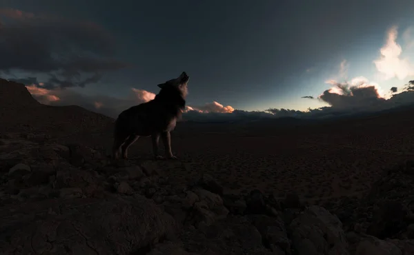 Howling Wolf Remote Vast Rocky Landscape Sunset Render — Stock Photo, Image