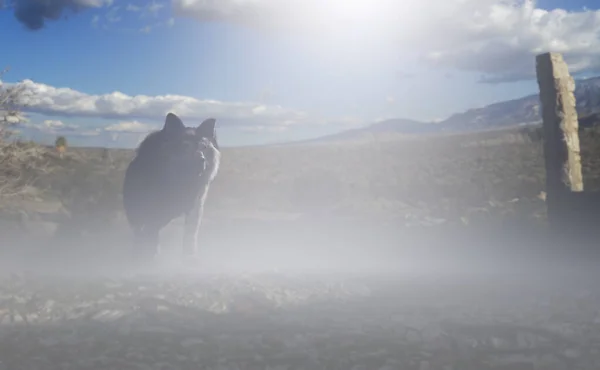 Wolf Cammina Vicino Una Rovina Vasto Paesaggio Soleggiato Nebbioso Rendering — Foto Stock