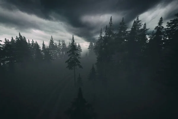 Karanlık Sisli Bir Çam Ormanında Bulutlu Bir Gökyüzünün Altında Lastik — Stok fotoğraf
