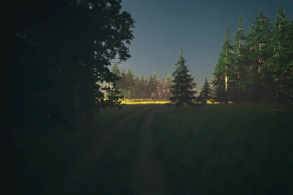 Vuile Weg Het Bos Met Sparren Bij Zonsopgang Weergave — Stockfoto