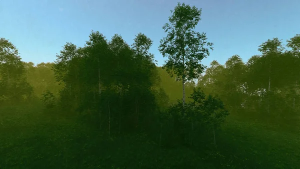 Foresta Nebbiosa Con Betulle Erba Sotto Cielo Azzurro Presto Mattina — Foto Stock
