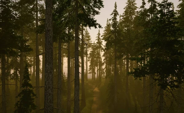 Vägen Dimmig Gran Skog Vid Soluppgången Våren Återgivning — Stockfoto