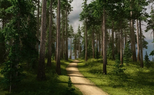 Sentiero Nella Foresta Soleggiata Con Abeti Erba Fiori Sotto Cielo — Foto Stock