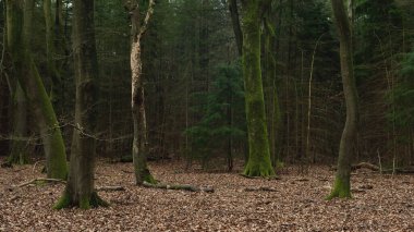 Yosun, kış boyunca bir ormanda sarmal ağaç gövdelerini kaplamıştı..