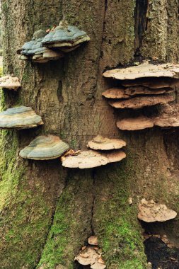 Ağaç gövdesi mantarla kaplanmış..