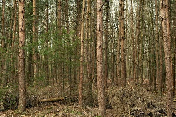 Troncos Árvore Uma Floresta Pinheiro Densa Inverno — Fotografia de Stock