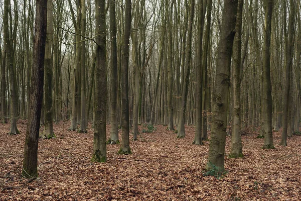 Kış Aylarında Sık Yaprak Döken Bir Ormanda Sarmal Ağaç Gövdeleri — Stok fotoğraf