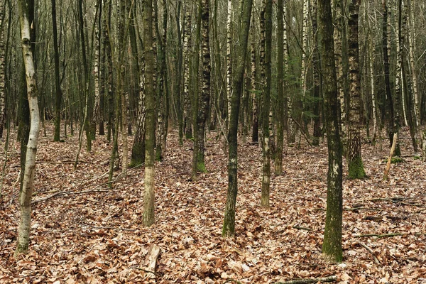 Birkenstämme Winter Wald — Stockfoto