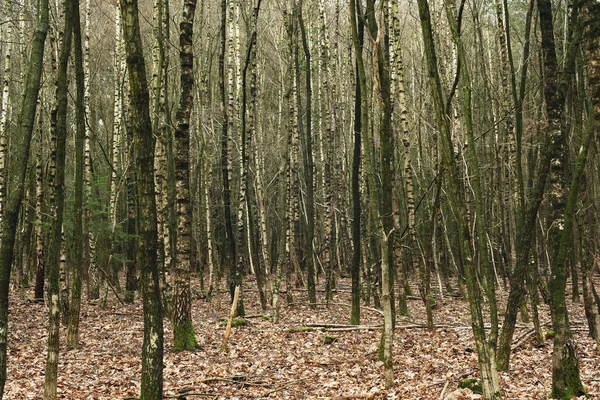 Troncos Vidoeiro Uma Floresta Inverno — Fotografia de Stock