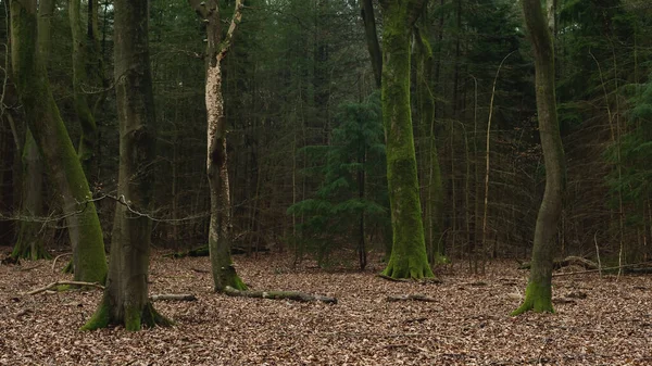 Muschio Coperto Tronchi Albero Tortuosi Una Foresta Durante Inverno — Foto Stock