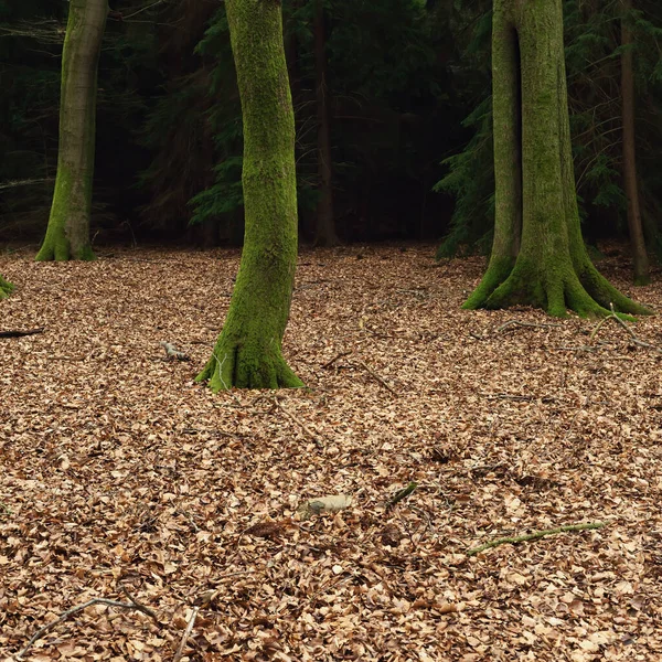 Moss Cobriu Troncos Árvores Sinuosas Uma Floresta Durante Inverno — Fotografia de Stock