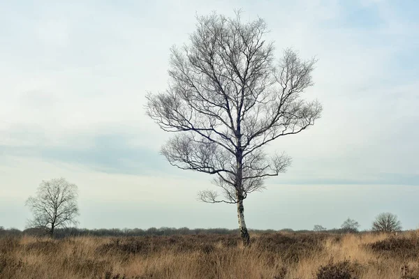 Detached Silver Birch Wide Moorland Landscape Cloudy Sky Winter — Stock Photo, Image