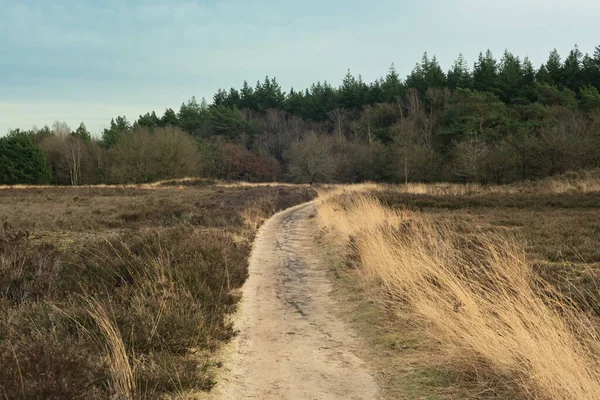 Sentier Pédestre Dans Vaste Paysage Landes Dans Une Réserve Naturelle — Photo