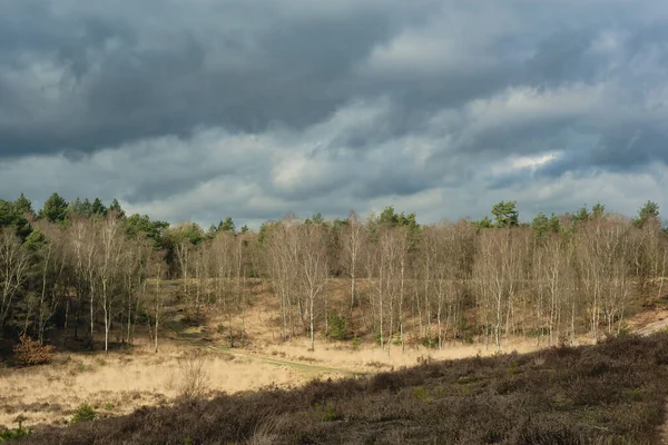 Zonlicht Een Heuvelachtig Landschap Met Berken Heide Pijnbomen Onder Een — Stockfoto