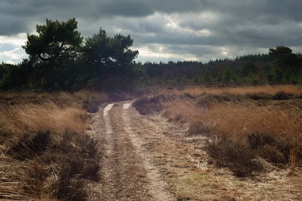 Chemin Avec Traces Pneus Dans Une Réserve Naturelle Avec Bruyère — Photo