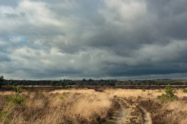 Path Tire Tracks Nature Reserve Heather Pine Trees Sunlight Cloudy — Stock Photo, Image