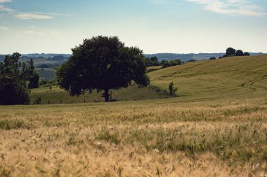 Mavi gökyüzünün altında yuvarlanan tarımsal tarlalarda ağaç.