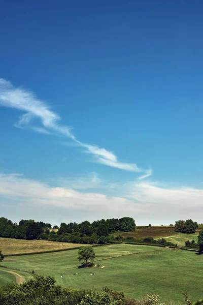 Rollende Weiden Met Bomen Vee Onder Een Blauwe Bewolkte Hemel — Stockfoto