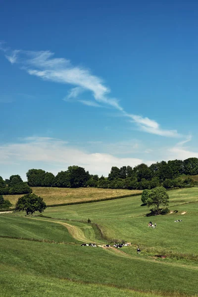 Prairies Ondulantes Avec Des Arbres Bétail Sous Ciel Nuageux Bleu — Photo