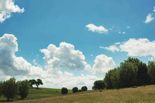 Meadow Cattle Trees Rolling Landscape Blue Cloudy Sky — Fotografia de Stock