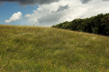 Mavi bulutlu gökyüzünün altında çiçek açan bir tarla ve yuvarlanan bir arazide ağaçlar..