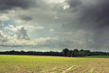 Bulutlu bir gökyüzünün altında ağaçlarla yuvarlanan tarlalar..