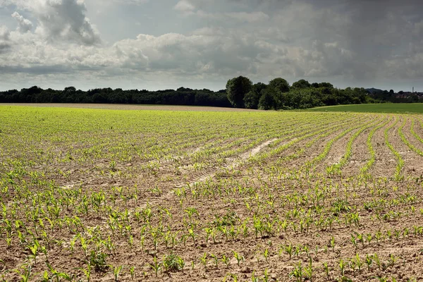 Terreno Agrícola Ondulado Con Árboles Bajo Cielo Nublado — Foto de Stock