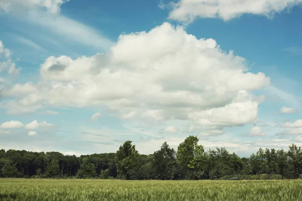 Terreni Agricoli Alberi Sotto Cielo Blu Nuvoloso Estate — Foto Stock