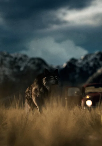 Vintage car and wolf on prairie with mountains under a dark cloudy sky. 3D render.