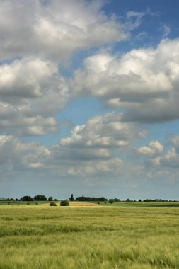 Rolling landscape in countryside with farmland and trees under a blue cloudy sky.
