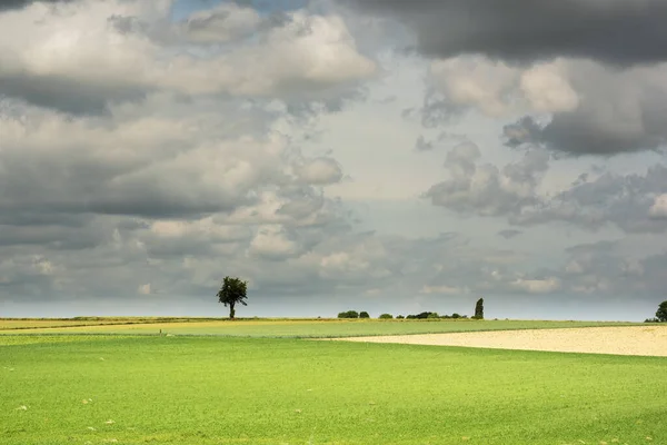 Rolling Countryside Farmland Trees Cloudy Sky — ストック写真