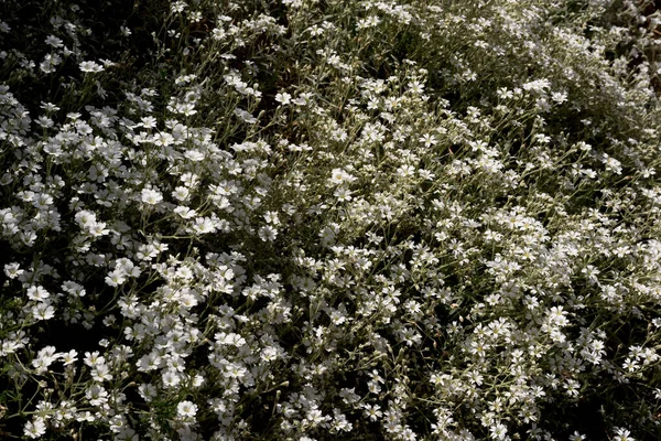Flowerbed White Daisies Detail Shot — 图库照片
