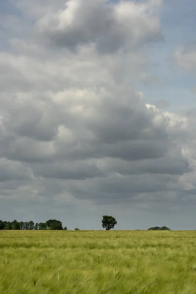 Rolling Landscape Countryside Farmland Trees Blue Cloudy Sky — ストック写真
