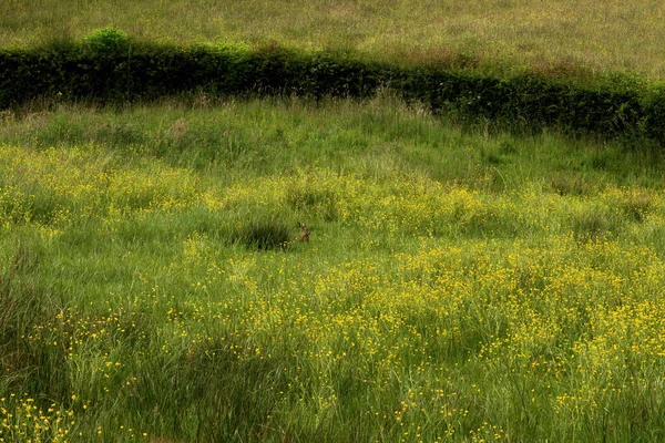 Hare Sits Pasture Blooming Yellow Flowers — Stok fotoğraf