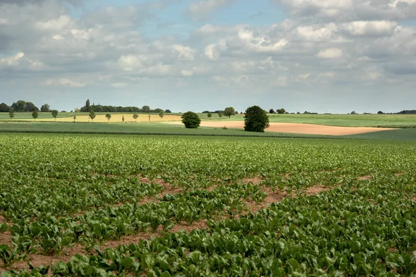 Rolling landscape in countryside with farmland and trees under a blue cloudy sky.